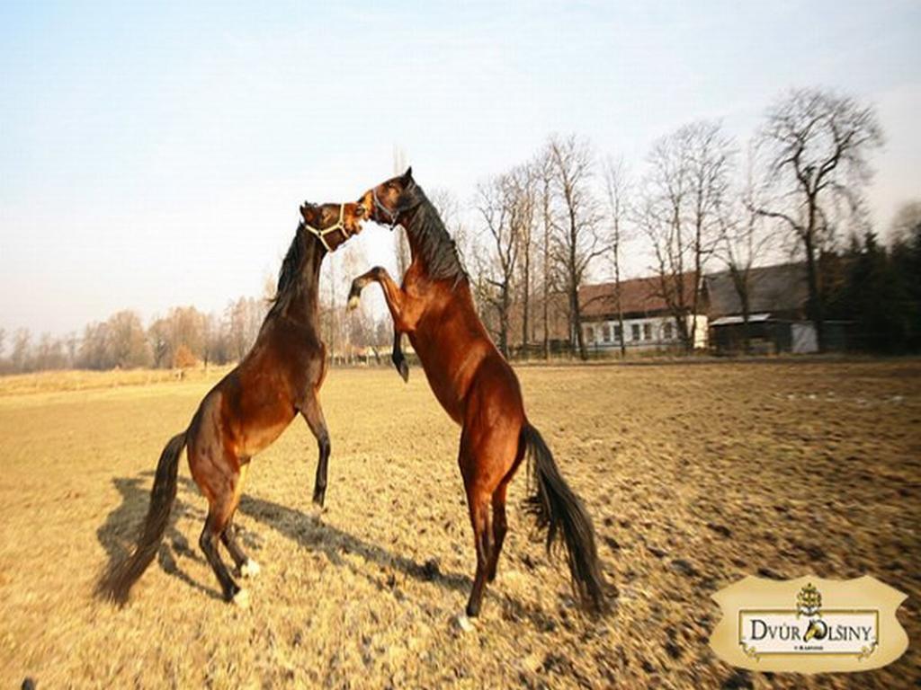 Dvur Olsiny -Hotel And Horse-Riding การ์วินา ภายนอก รูปภาพ